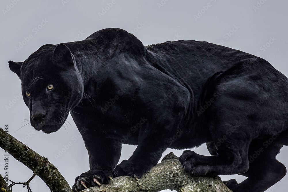Exploring the Enigmatic World of Panthers Facts, Behavior, Hope Magazine